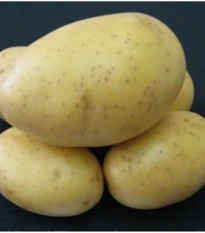 Sadbové brambory Princess - Solanum tuberosum - rané - 5 kg