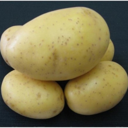 Sadbové brambory Princess - Solanum tuberosum - rané - 5 kg