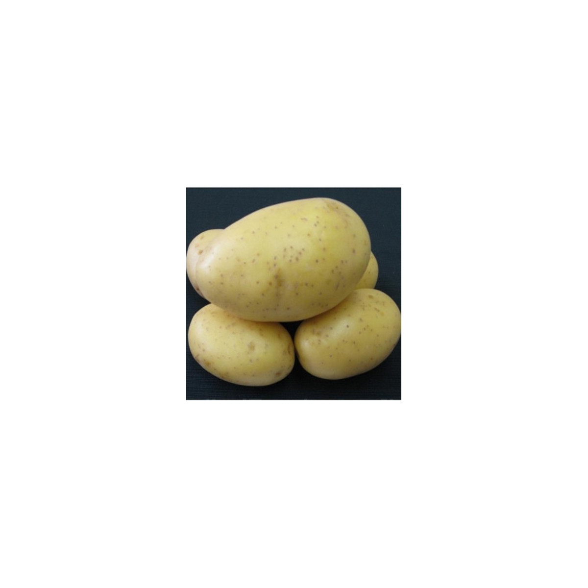 Sadbové brambory Princess - Solanum tuberosum - rané - 5 kg