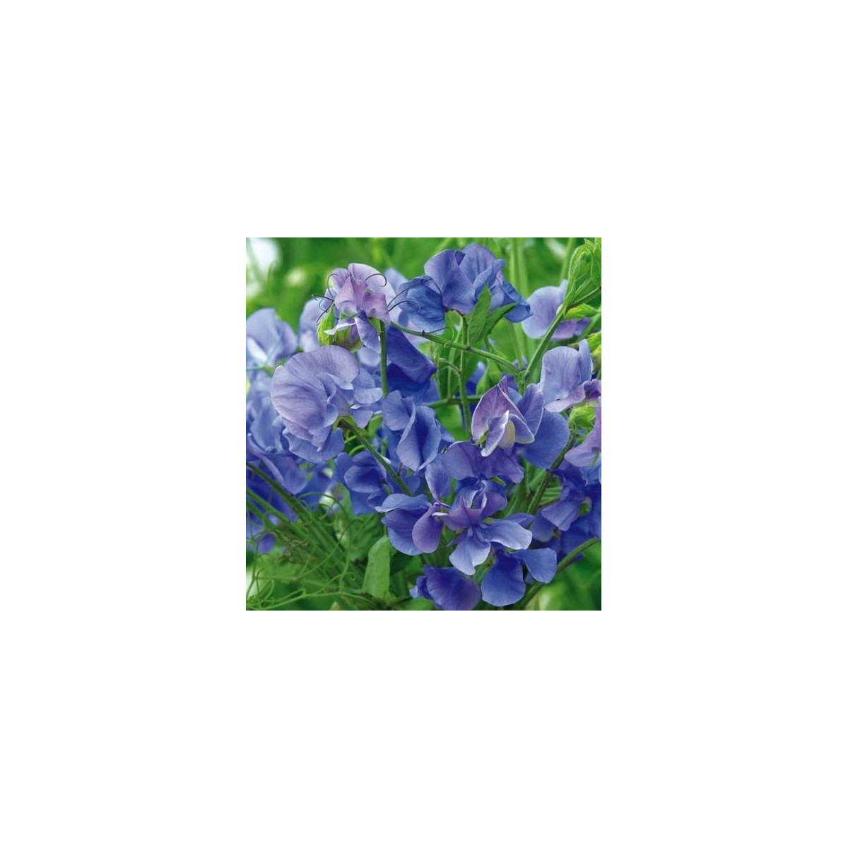 Hrachor pnoucí královský modrý - Lathyrus odoratus - prodej semen - 20 ks