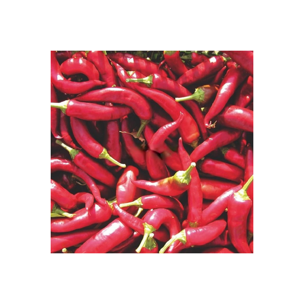Paprika Kora Zel - Capsicum annuum - prodej semen - 40 ks