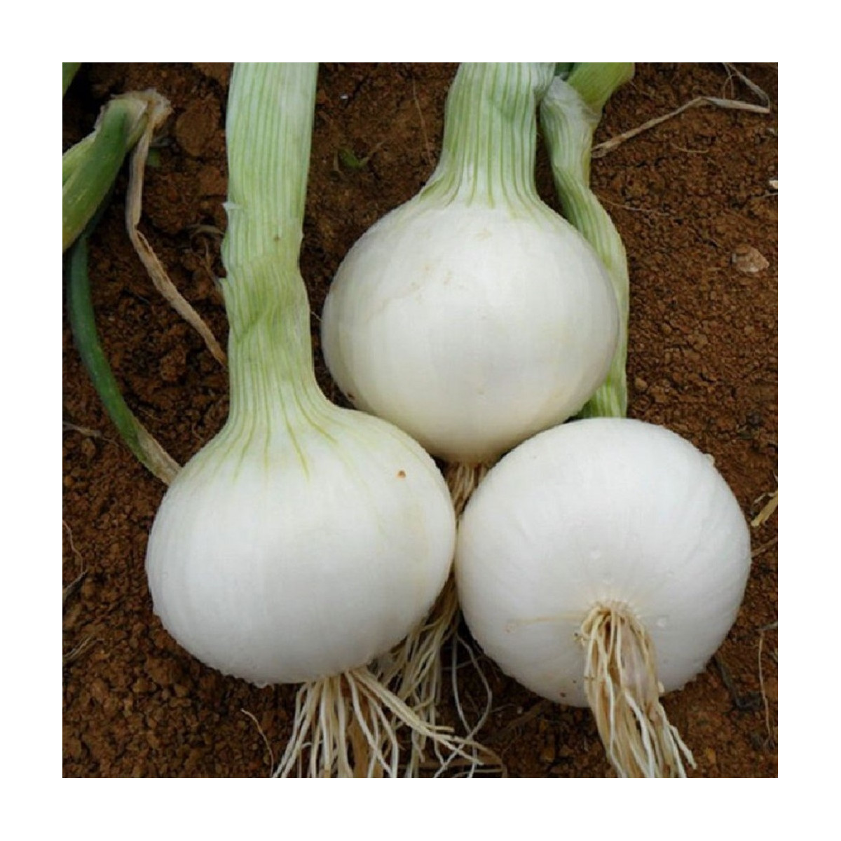 Cibule White Globe - Allium cepa - prodej semen - 100 ks