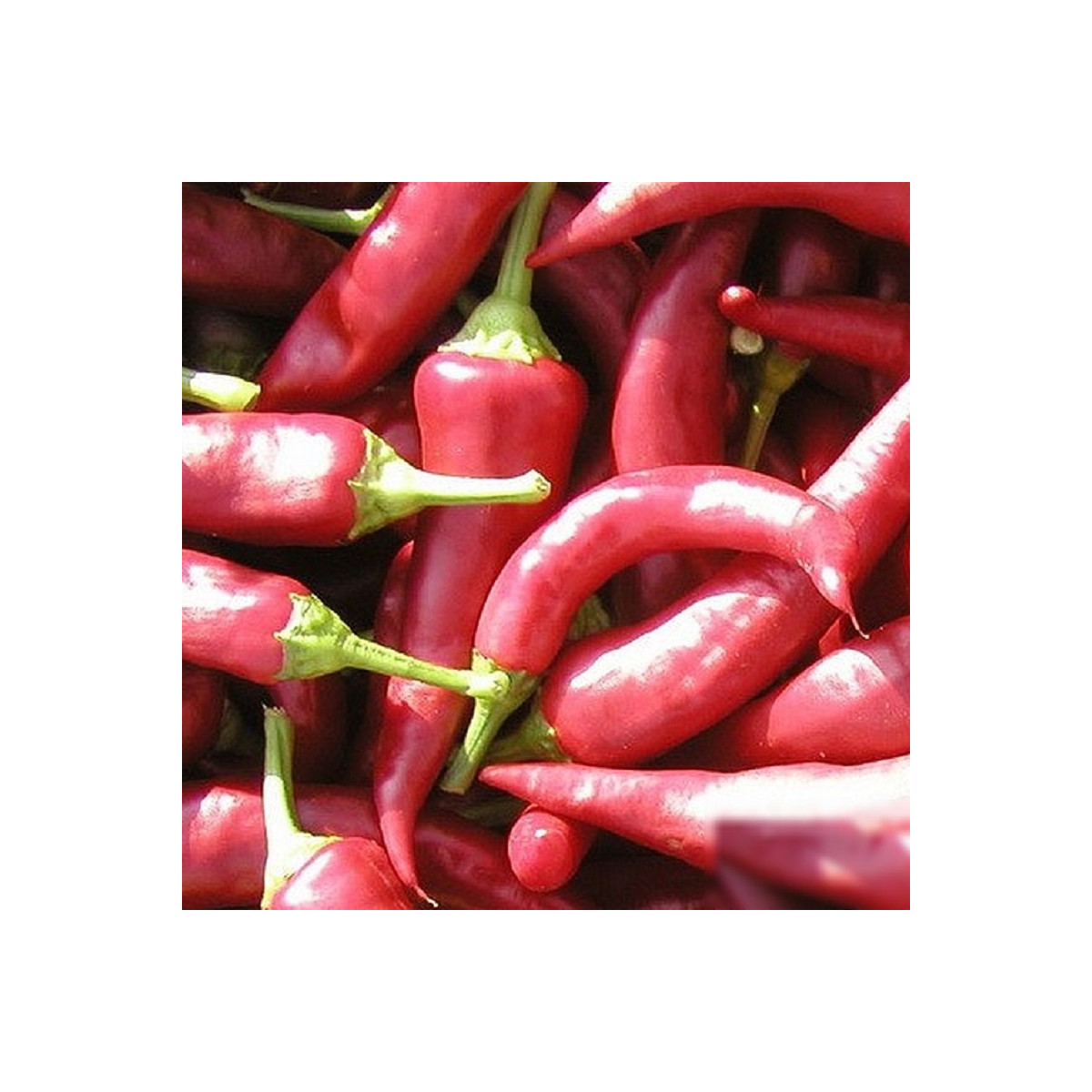 Paprika Žitava - Capsicum annuum - prodej semen - 30 ks
