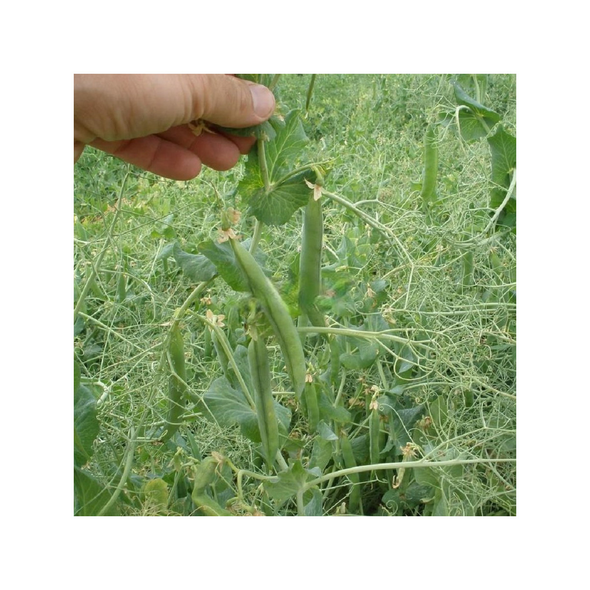 Hrách Kudrnáč - Pisum sativum - prodej semen - 35 ks