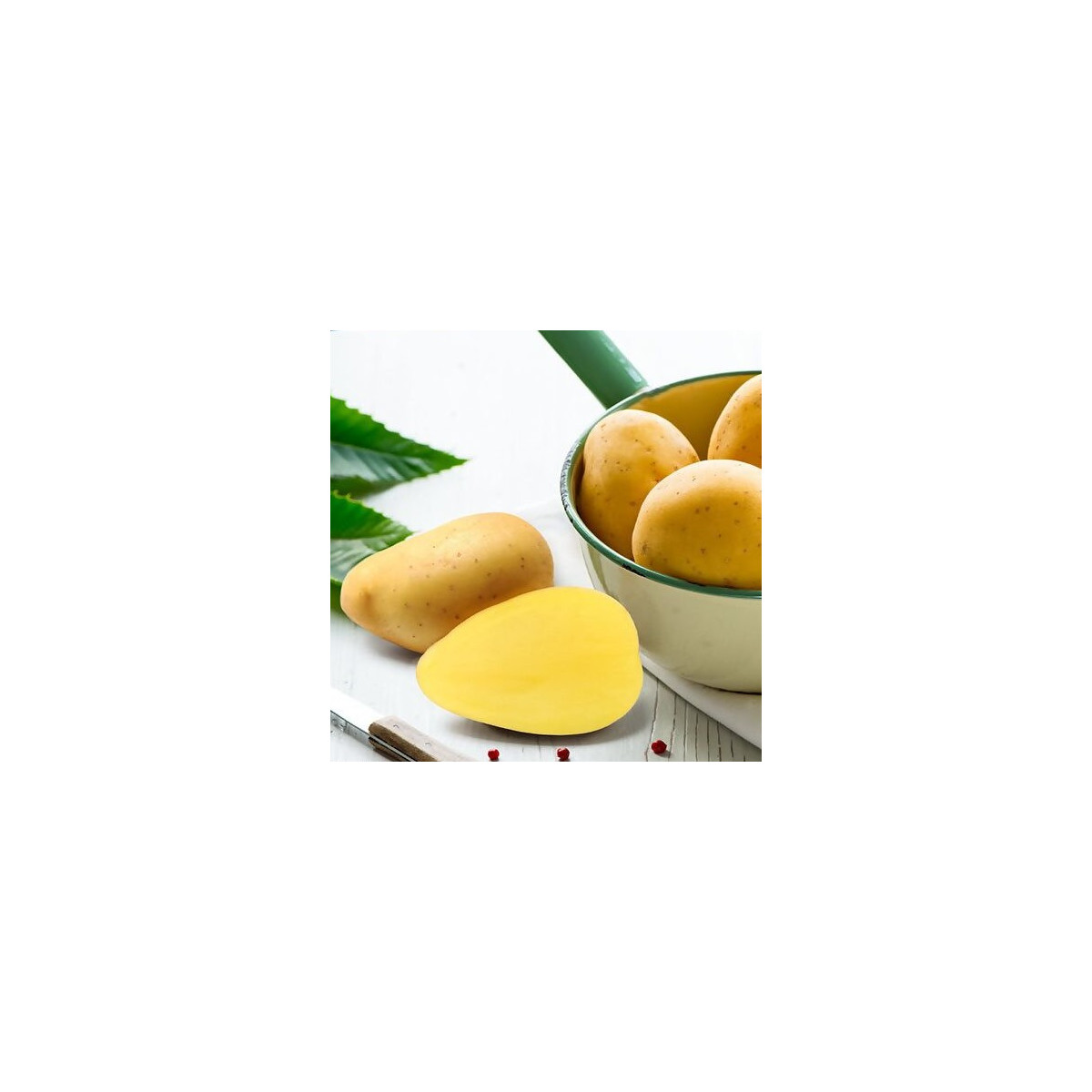 BIO sadbové brambory Bellinda - Solanum tuberosum - prodej bio sadby - 10 ks