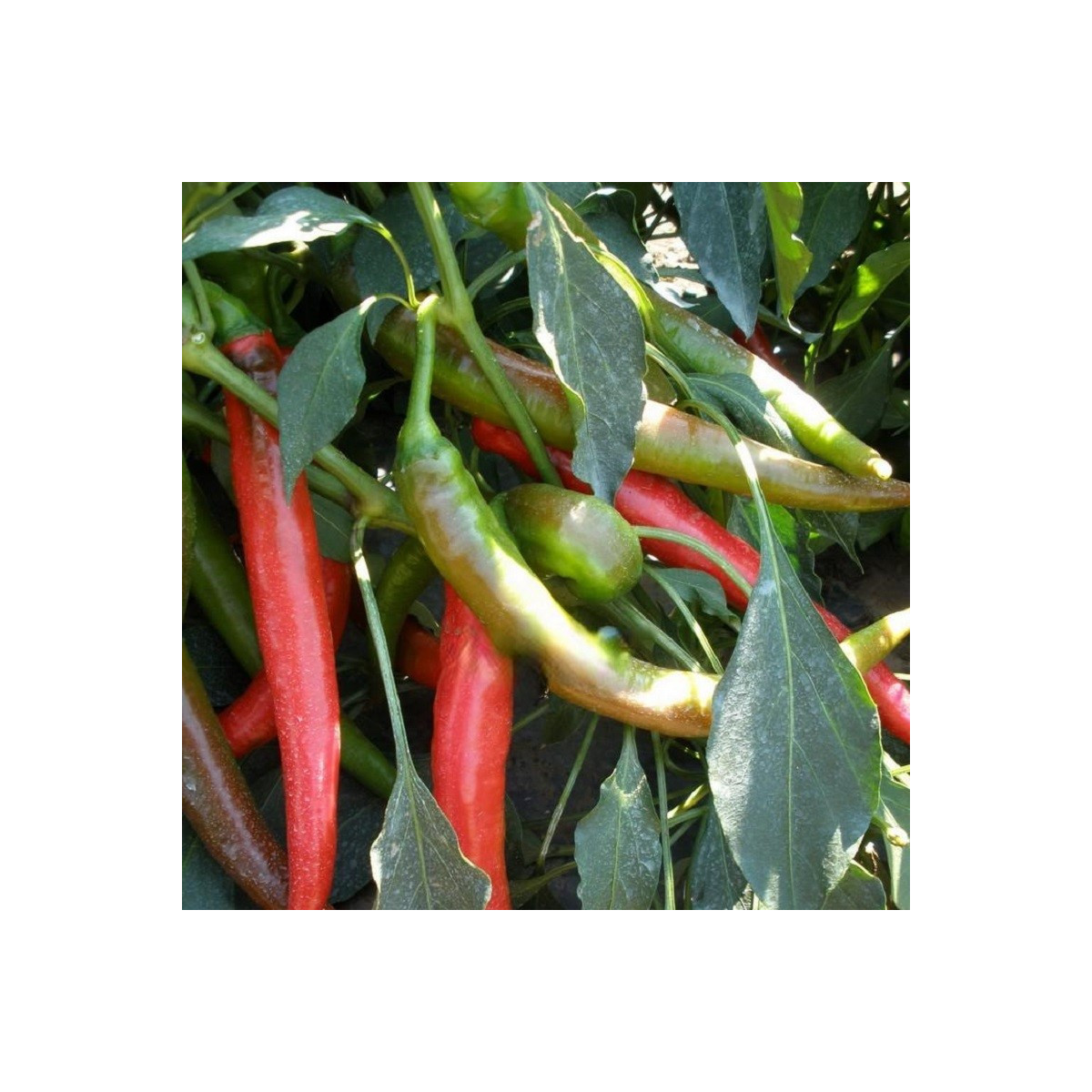 Paprika Pálivec - Capsicum annuum - prodej semen - 20 ks