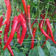 Paprika Pálivec - Capsicum annuum - prodej semen - 20 ks