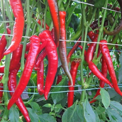 Paprika Pálivec - Capsicum annuum - prodej semen - 20 ks
