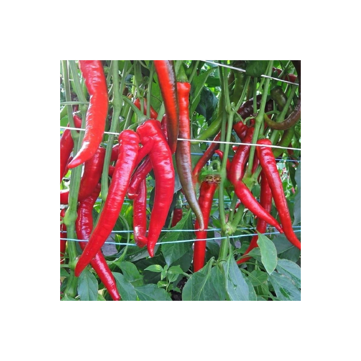 Paprika Pálivec - Capsicum annuum - prodej semen - 20 ks