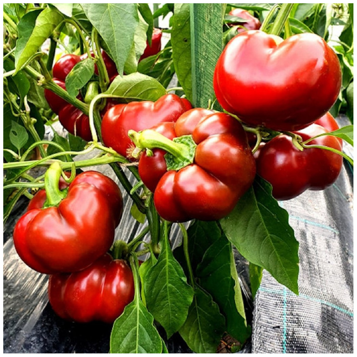 Paprika Topepo rosso - Capsicum annuum - prodej semen - 20 ks