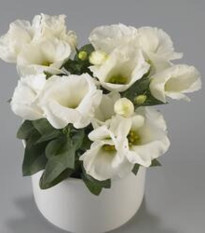 Eustoma Carmen Ivory - Eustoma grandiflorum - prodej semen - 12 ks