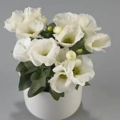 Eustoma Carmen Ivory - Eustoma grandiflorum - prodej semen - 12 ks