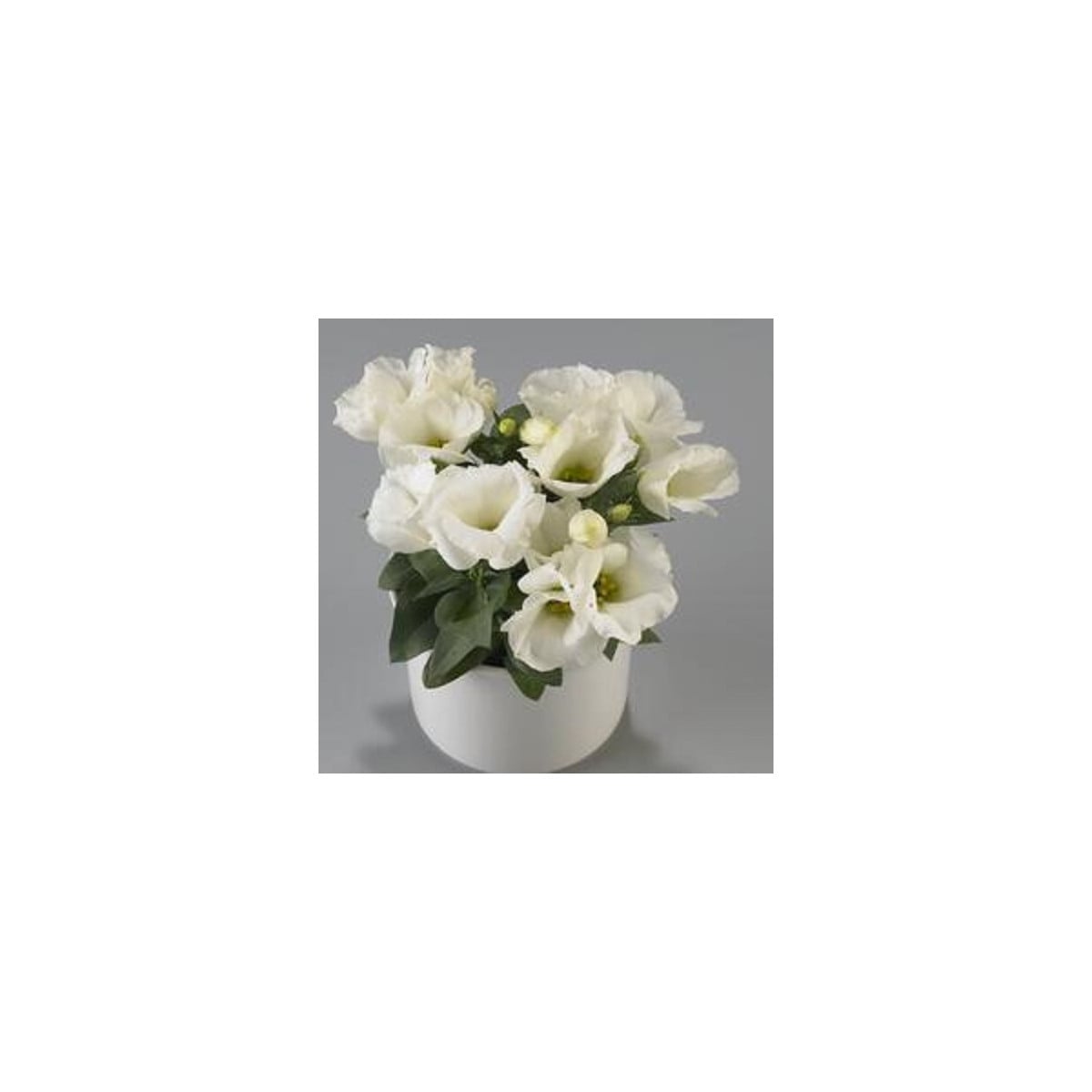 Eustoma Carmen Ivory - Eustoma grandiflorum - prodej semen - 12 ks