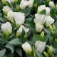 Eustoma Carmen Ivory - Eustoma grandiflorum - prodej semen - 12 ks