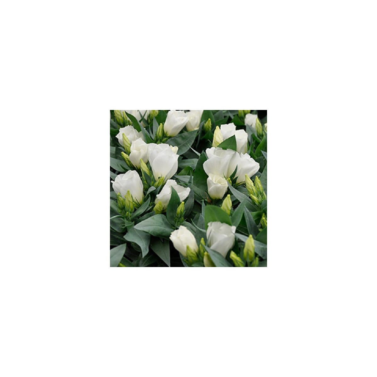 Eustoma Carmen Ivory - Eustoma grandiflorum - prodej semen - 12 ks