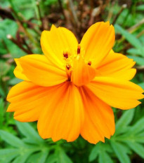 Krásenka žlutá Sunset - Cosmos sulphureus - prodej semen - 40 ks
