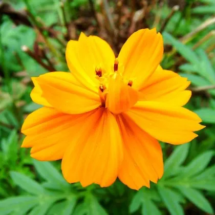 Krásenka žlutá Sunset - Cosmos sulphureus - prodej semen - 40 ks