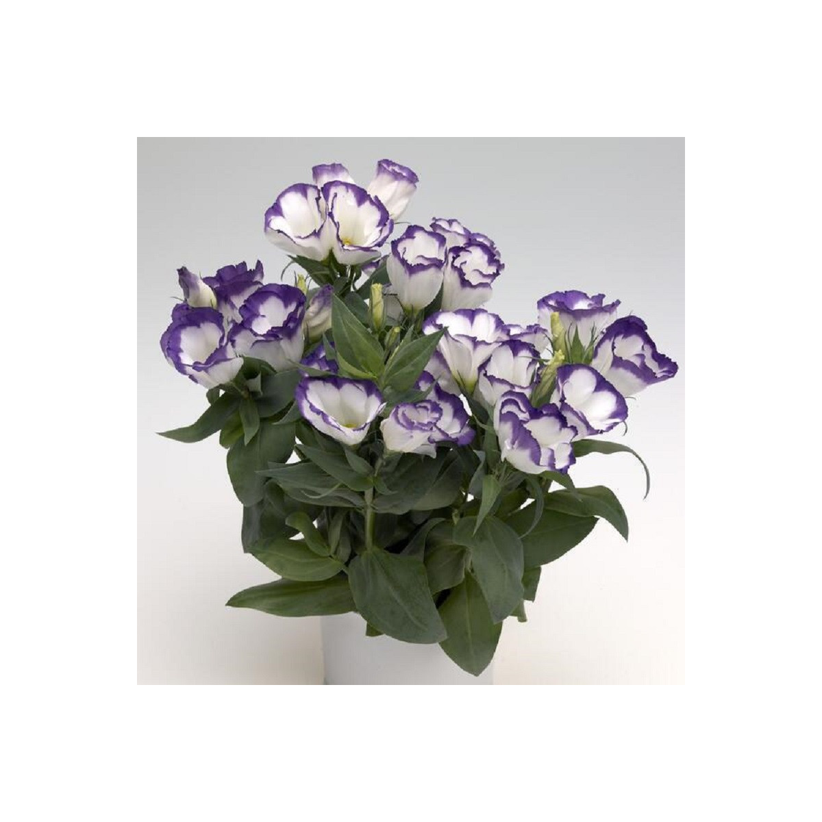 Eustoma Blue Rim F1 - Eustoma grandiflorum - prodej semen - 12 ks