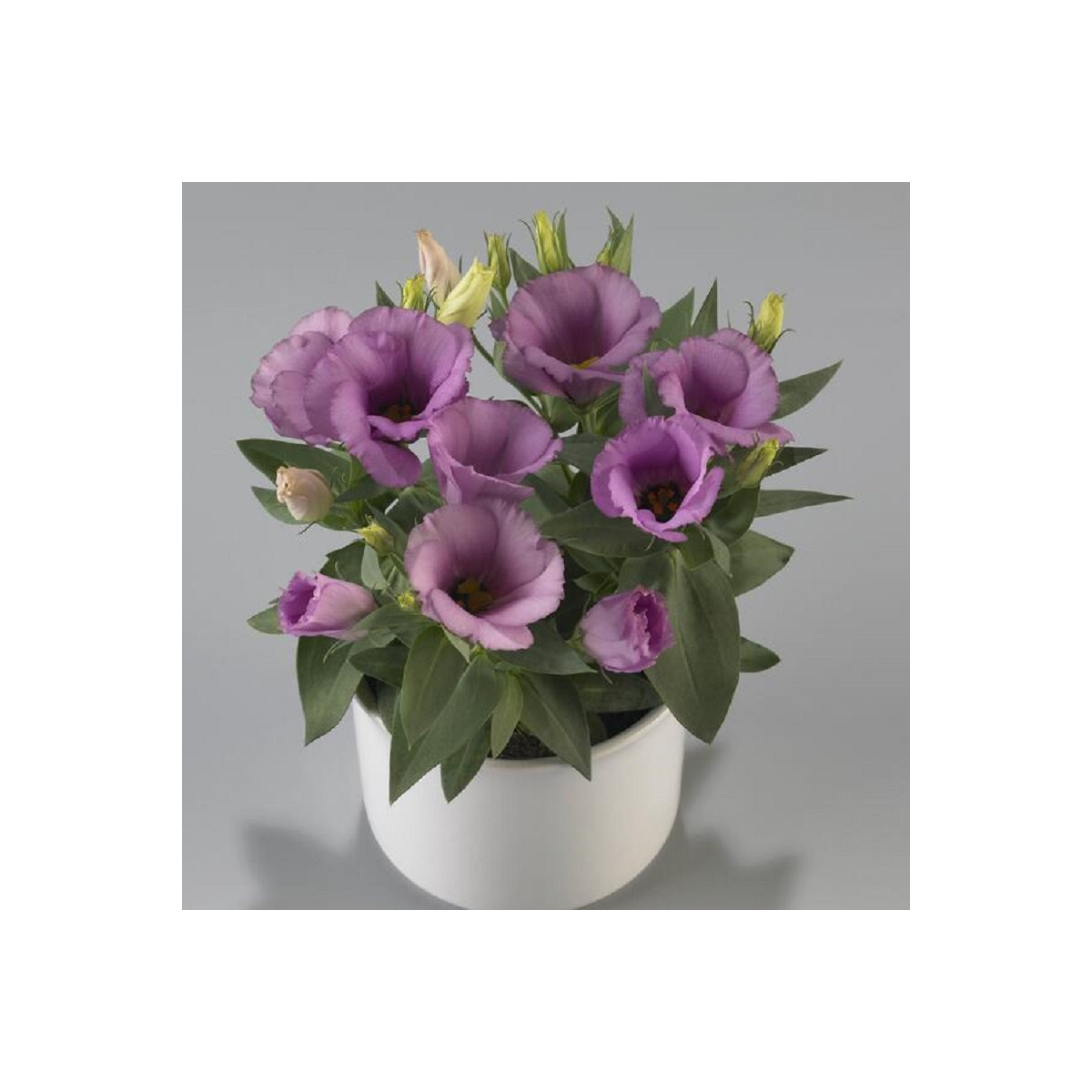 Eustoma Lilac F1 - Eustoma grandiflorum - prodej semen - 12 ks