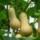 Dýně máslová Bush Butternut - Cucurbita moschata - prodej semen - 6 ks