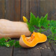 Dýně máslová Bush Butternut - Cucurbita moschata - prodej semen - 6 ks