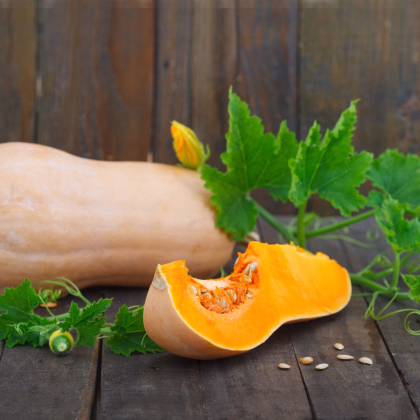 Dýně máslová Bush Butternut - Cucurbita moschata - prodej semen - 6 ks