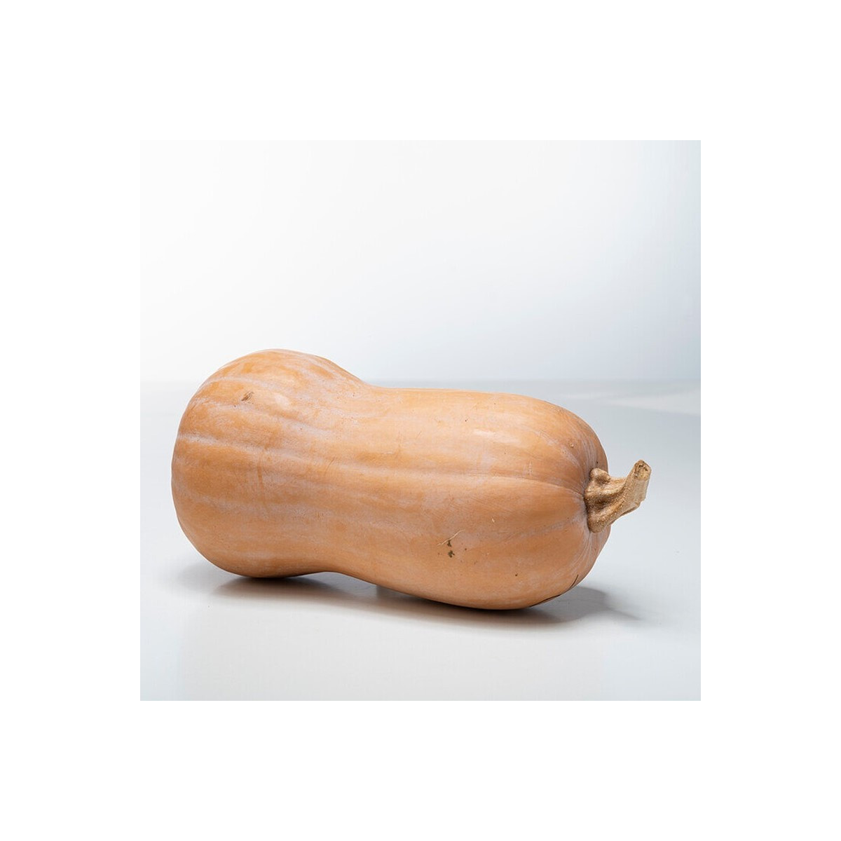 Dýně máslová Butterfly F1 - Cucurbita moschata - prodej semen - 6 ks