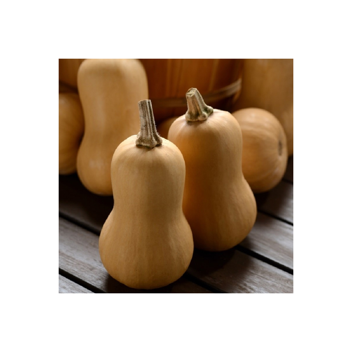 Dýně máslová Butterbaby F1 PMT - Cucurbita moschata - prodej semen - 6 ks