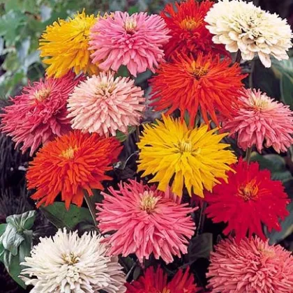 Ostálka Burpees - Zinnia elegans - semena Ostálky - 50 ks
