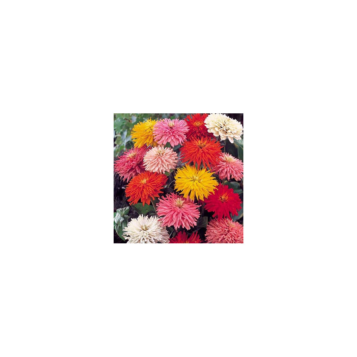 Ostálka Burpees - Zinnia elegans - semena Ostálky - 50 ks