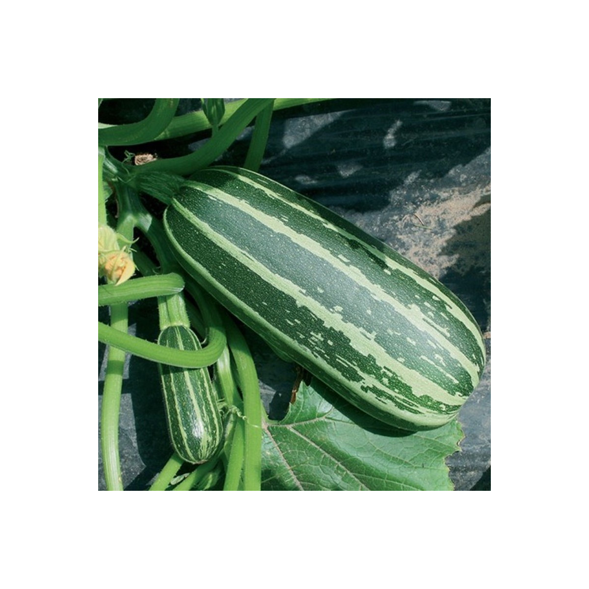 Cuketa Bush Baby F1 Marrow - Cucurbita pepo - prodej semen - 6 ks