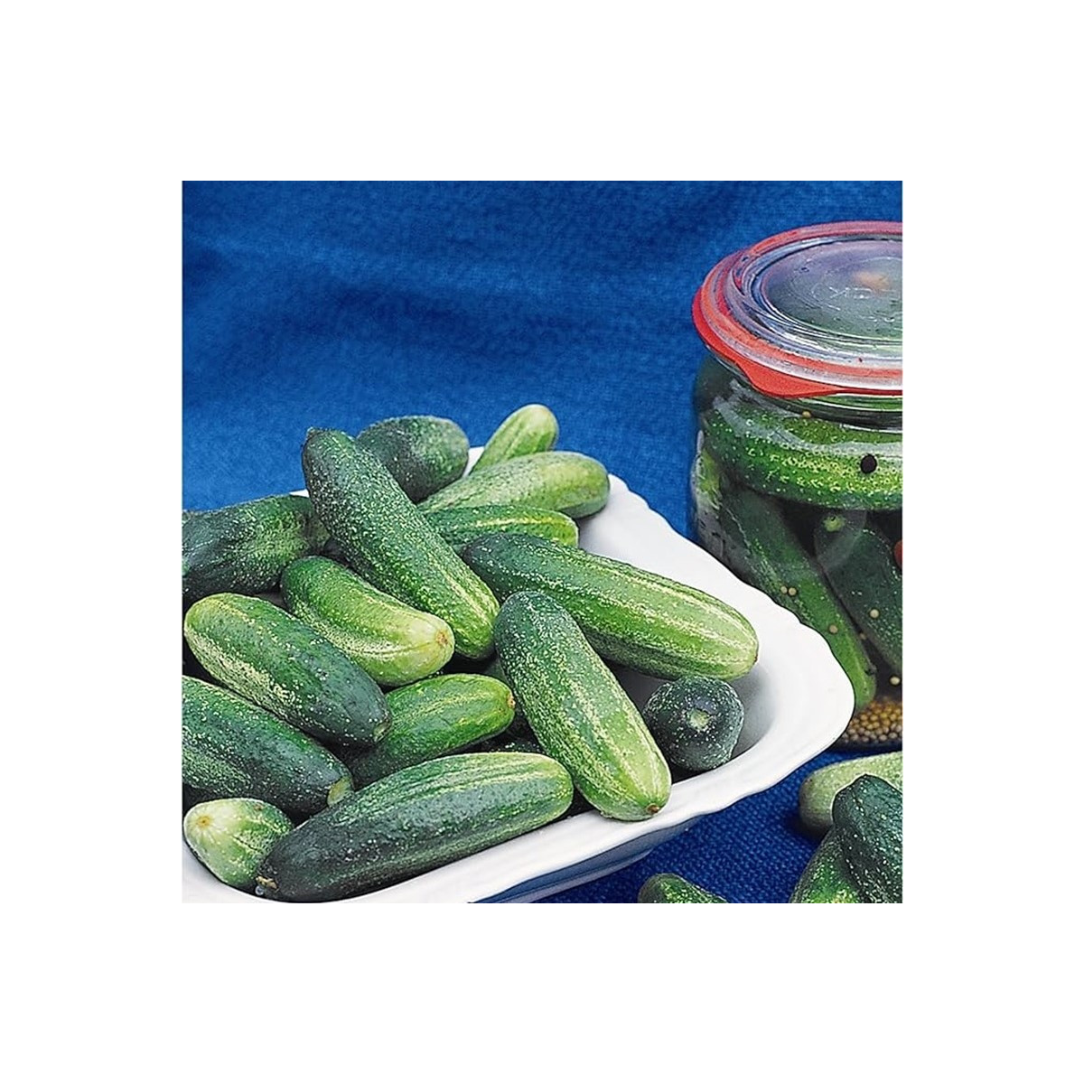 Okurka Tellus F1 - Cucumis sativus - prodej semen - 4 ks