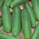 Okurka Profi F1 - Cucumis sativus - prodej semen - 15 ks