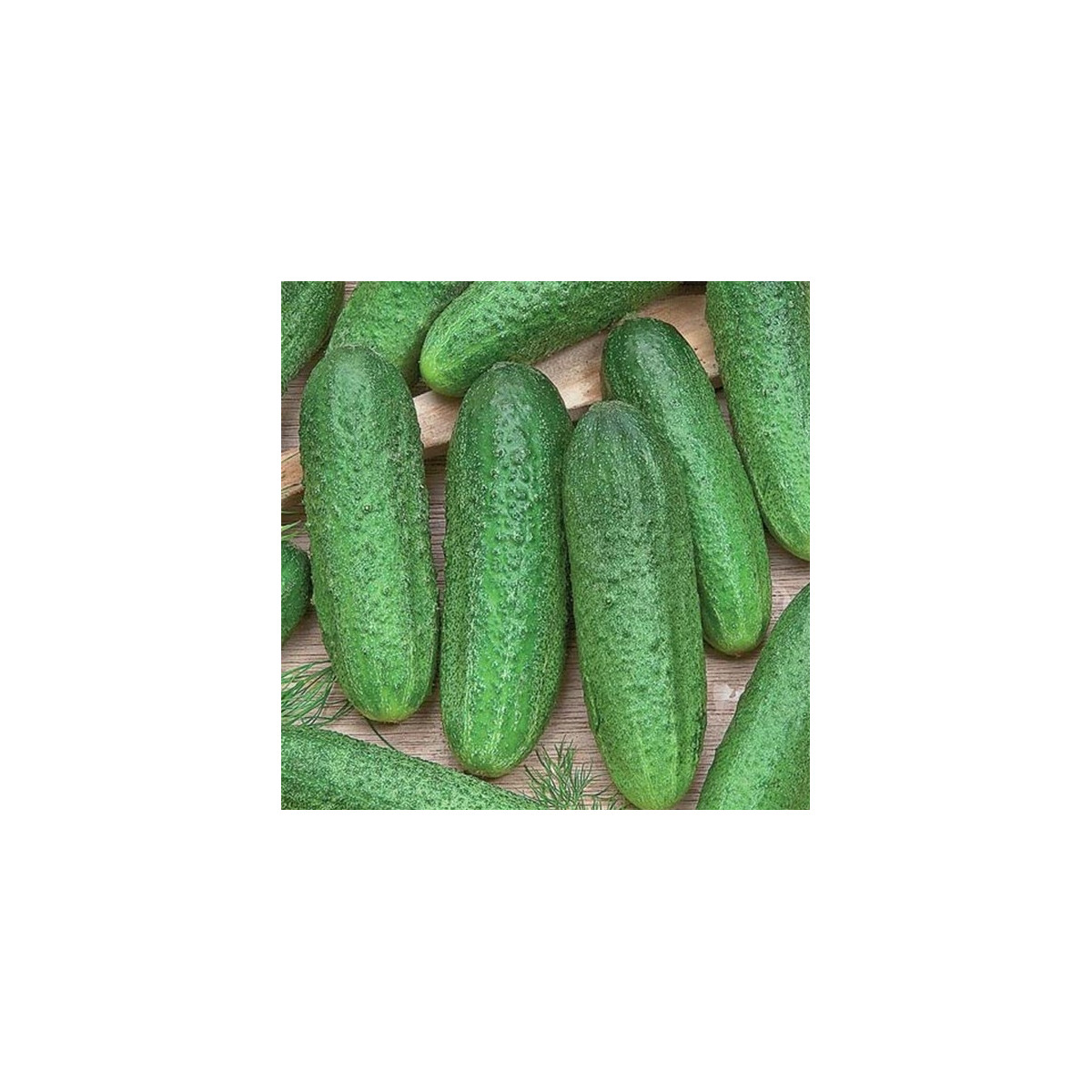 Okurka Profi F1 - Cucumis sativus - prodej semen - 15 ks