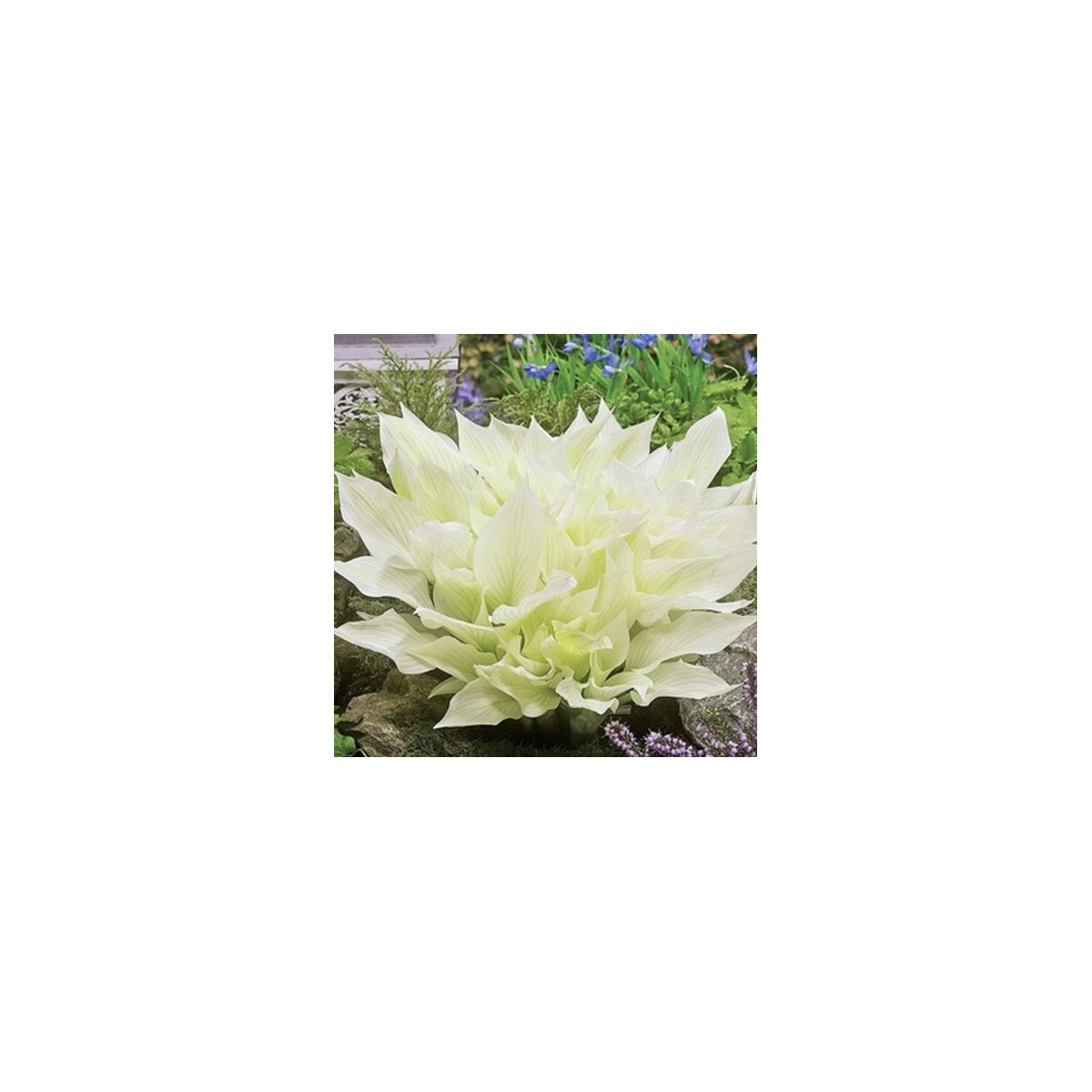 Bohyška - Hosta White Feather - prodej cibulovin - 1 ks