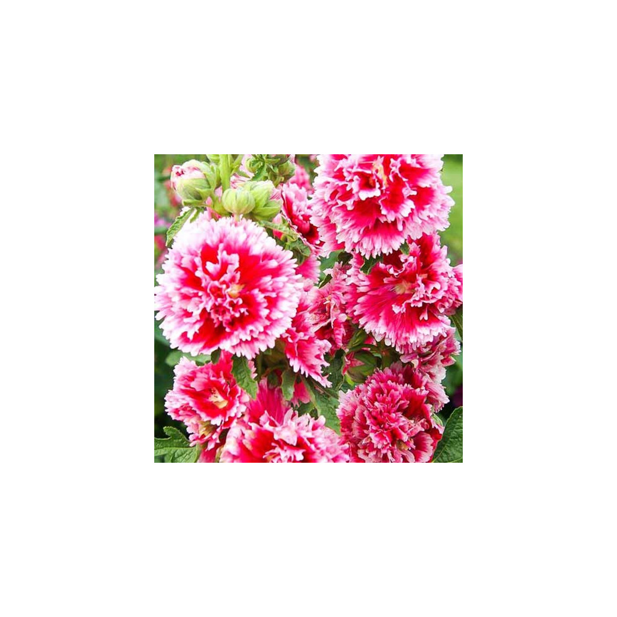 Topolovka Fiesta Time - Alcea - prodej prostokořenných sazenic - 1 ks