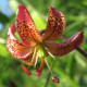 Lilie Martagon Manitoba - Lilium - prodej cibulovin - 1 ks