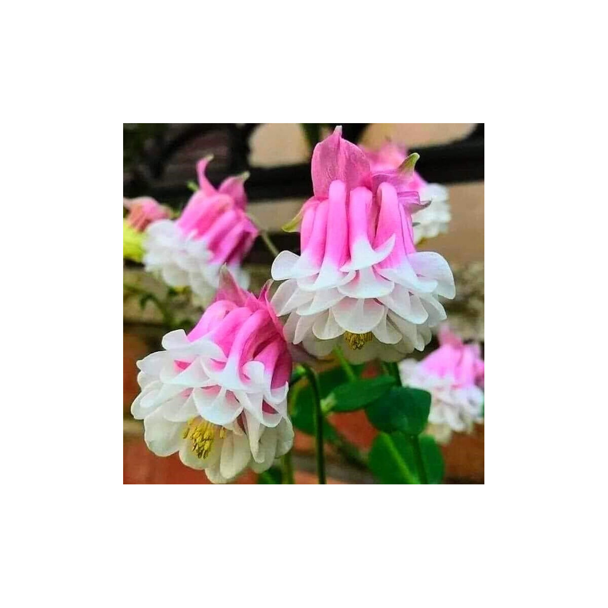 Orlíček Pink Pettitcoat - Aquilegia - prodej prostokořenných sazenic - 1 ks