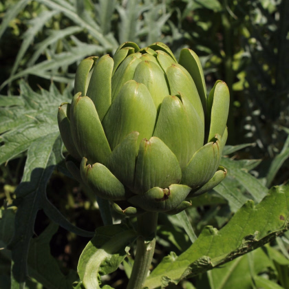 BIO Artyčok Imperial - Cynara cardunculus - prodej bio semen - 10 ks