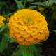 Ostálka jiřinkokvětá žlutá - Zinnia elegans - prodej semen - 50 ks