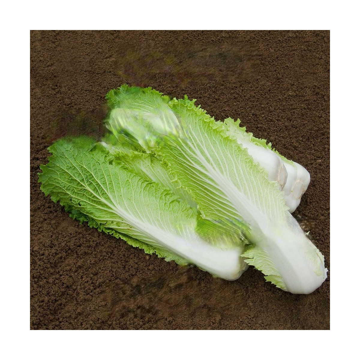 Bio pekingské zelí Granat - Brassica rapa pekinensis - prodej bio semen - 100 ks