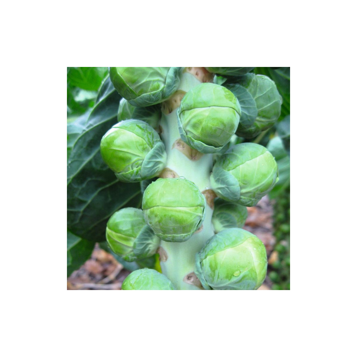 BIO Kapusta růžičková Neptuno F1 - Brassica oleracea var. gemmifera -prodej semen - 20 ks