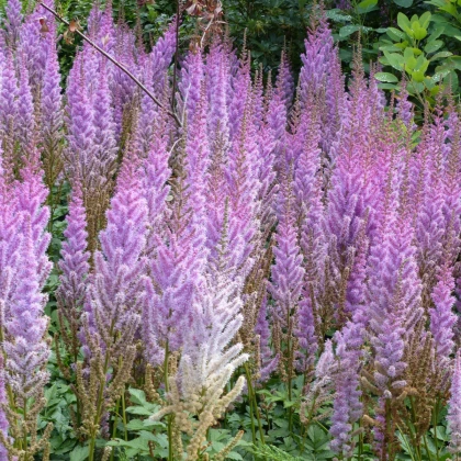 Čechrava Pumila - Astilbe - prodej cibulovin - 1 ks