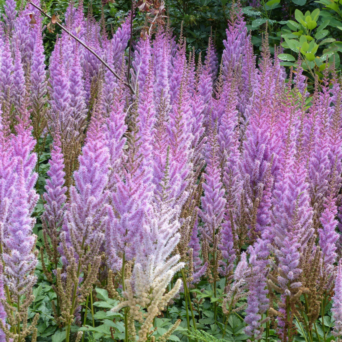 Čechrava Pumila - Astilbe - prodej cibulovin - 1 ks