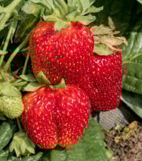 Jahodník Polka - Fragaria ananassa - prodej prostokořenných sazenic - 3 ks