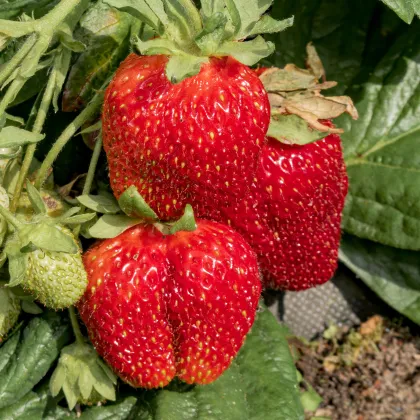 Jahodník Polka - Fragaria ananassa - prodej prostokořenných sazenic - 3 ks