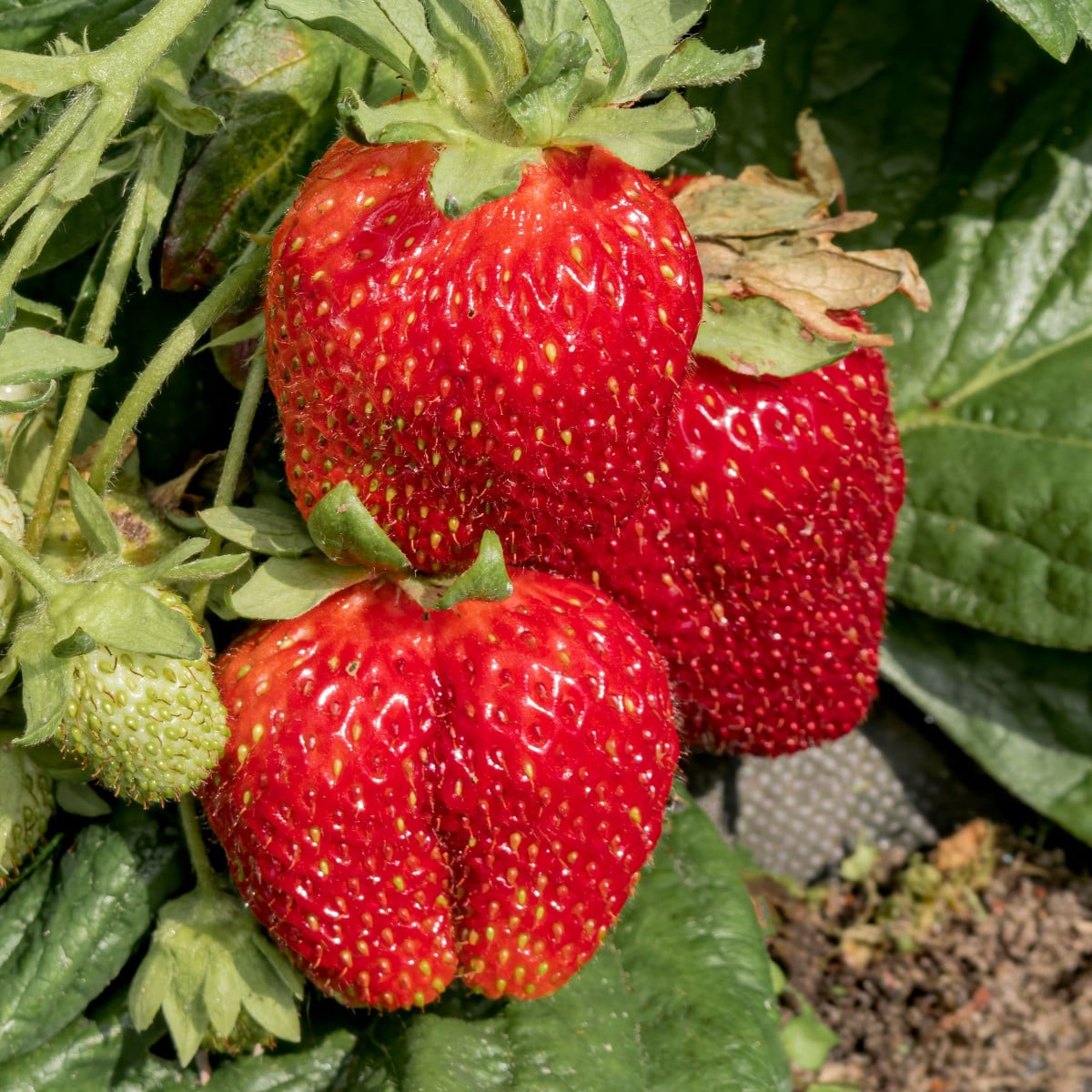 Jahodník Polka - Fragaria ananassa - prodej prostokořenných sazenic - 3 ks