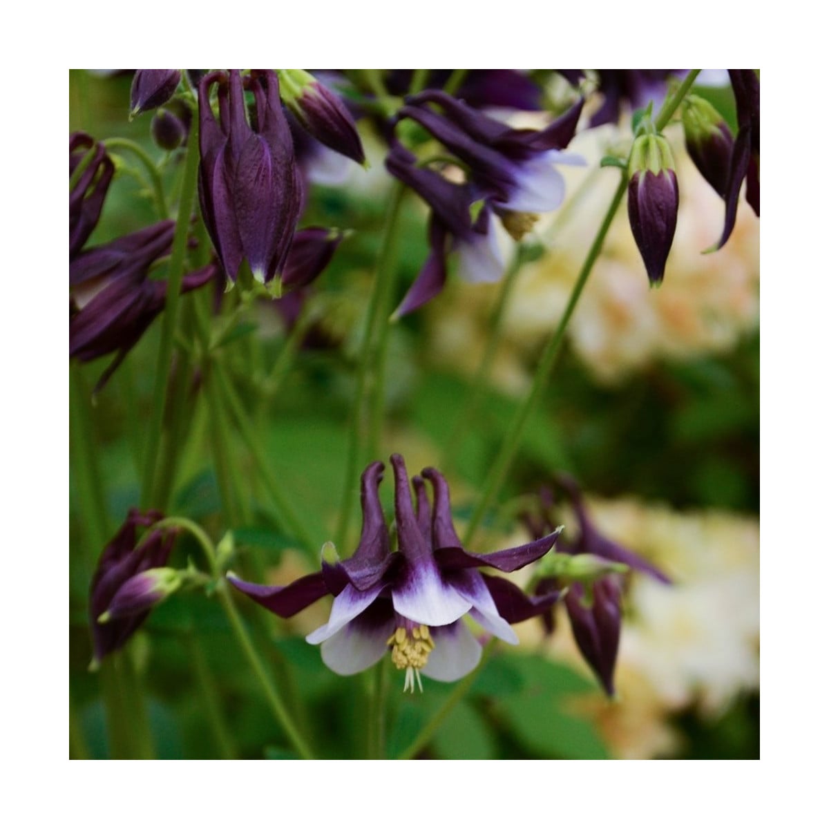 Orlíček William Guiness - Aquilegia - prodej prostokořenných sazenic - 1 ks