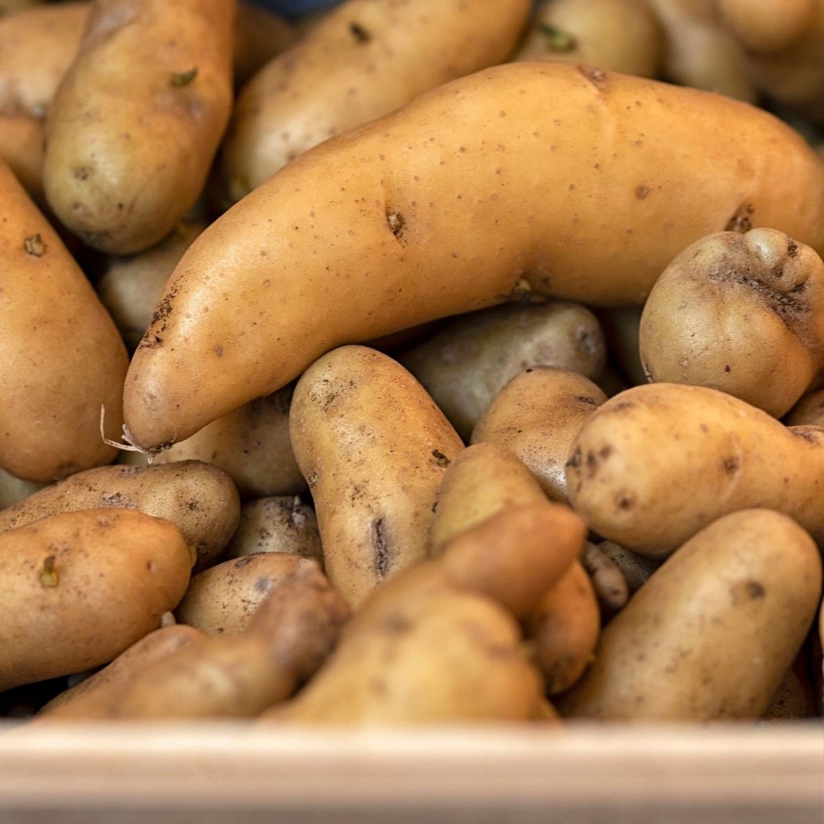 Sadbové brambory Ratte - Solanum tuberosum - 5 ks