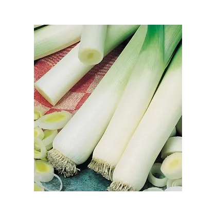 Pór - pórek zimní Natan - osivo pórku - rostlina Allium porrum - 1,5 gr